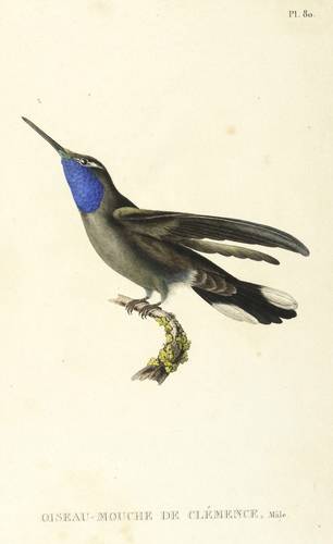 Vögel - Kolibri - Kolibri - Le Hausse-Coil Doré, Femelle