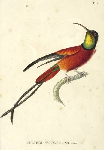 Vögel - Kolibri. - Topaskolibri - Kolibri. - Topaskolibri - Le Hausse-Coil Doré, Femelle