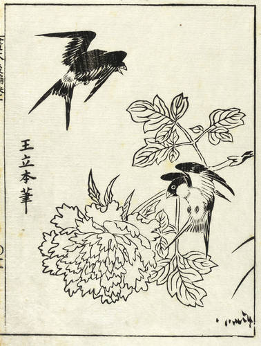 Japanisch (19. Jh.) -  -  - Zwei Vögel mit Päonieblüte