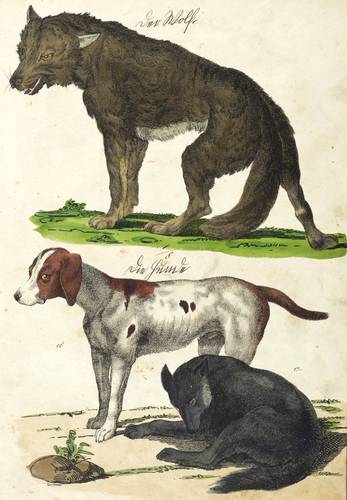 Hunde - Wolf & Haushund - Wolf & Haushund - Der Wolf, der Hund