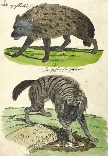 Hyänen - Tüpfel- & Streifenhyäne - Tüpfel- & Streifenhyäne - Die gefleckte Hyäne, die gestreifte Hyäne