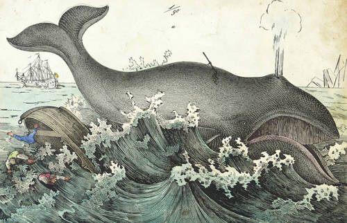 Wale - Grönlandwal - Grönlandwal - 