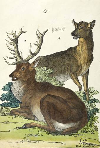 Hirsche - Rothirsch - Rothirsch - Rothirsch