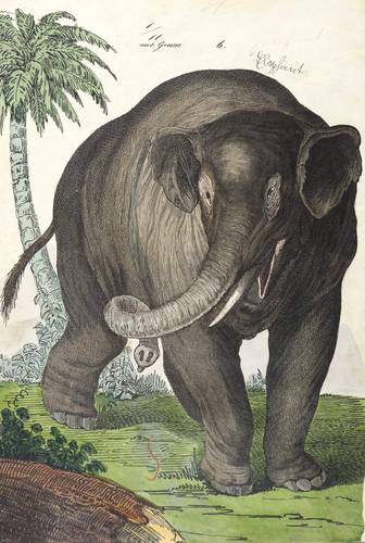 Elefanten - Asiatischer Elefant - Asiatischer Elefant - Elefant