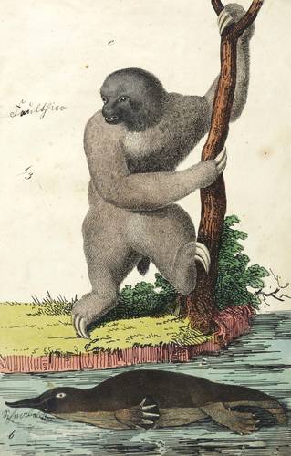 Faultier & Schnabeltier -  -  - Faultier, Schnabeltier