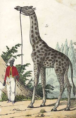 Giraffe -  -  - 