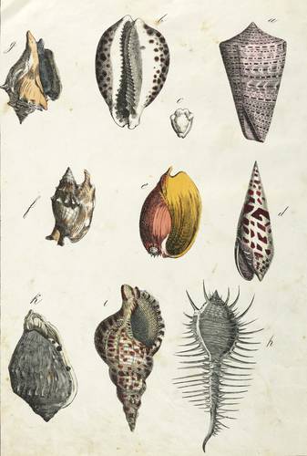 Schnecken - Kegel-, Porzellan-, Fechterschnecken ... - Kegel-, Porzellan-, Fechterschnecken ... - 