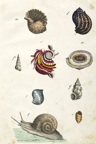 Schnecken - Fässchen-,  Kreisel-, Mondschnecke ... - Fässchen-,  Kreisel-, Mondschnecke ... - 