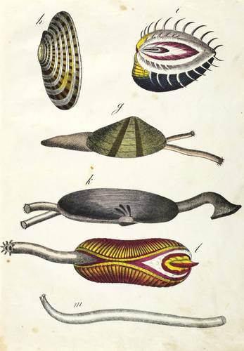 Muscheln - Tell-, Venus-,  Kreis-, Schotenmuschel ... - Tell-, Venus-,  Kreis-, Schotenmuschel ... - 