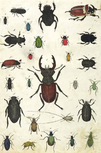 Käfer - Nashorn-, Hirsch-, Maikäfer ... - Nashorn-, Hirsch-, Maikäfer ... - 