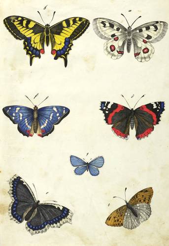 Schmetterlinge - Tagfalter - Tagfalter - 