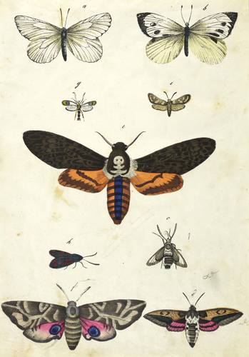 Schmetterlinge - Tag- & Nachtfalter - Tag- & Nachtfalter - 