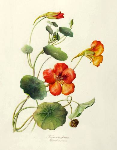 Zierpflanzen - Große Kapuzinerkresse - Große Kapuzinerkresse - Kapuzinerkresse - Tropaeolum maius