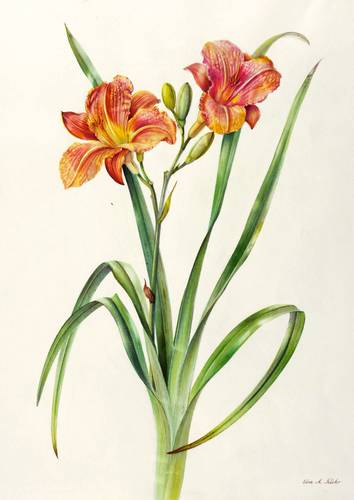 Zierpflanzen - Gelbrote Taglilie - Gelbrote Taglilie - Hemerocallis fulva - Gelbrote Taglilie