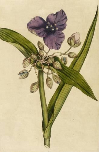 Commelinagewächse - Tradescantia virginiana L. - Tradescantia virginiana L. - 