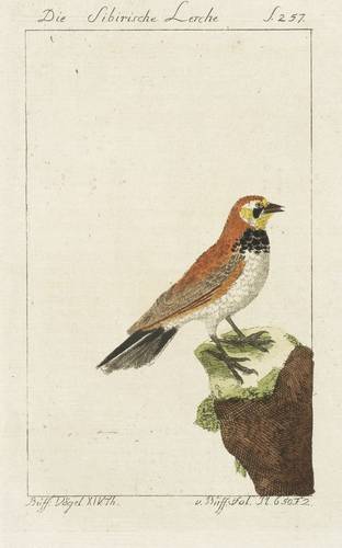 Lerchen - Buffon - Buffon - Die Sibirische Lerche
