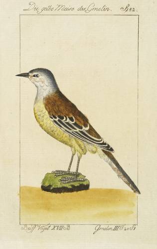 Meisen - Parus luteus - Parus luteus - Die gelbe Meise des Gmelin