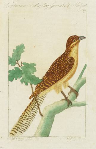 Kuckucke - Cuculus punctatus L. - Cuculus punctatus L. - Der braune rothgelbgesprenkelte Kukuk