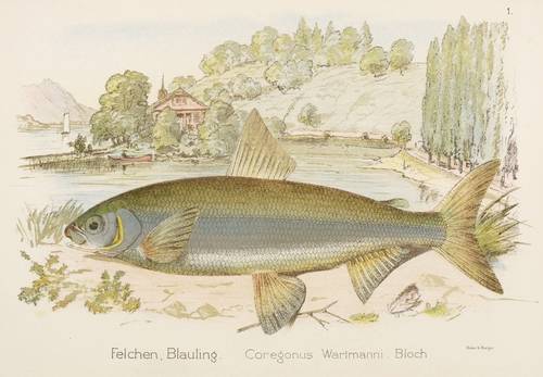Lachsfische - Bodenseefelchen (Coregonus wartmanni) - Bodenseefelchen (Coregonus wartmanni) - Felchen, Blauling. Coregonus Wartmanni. Bloch
