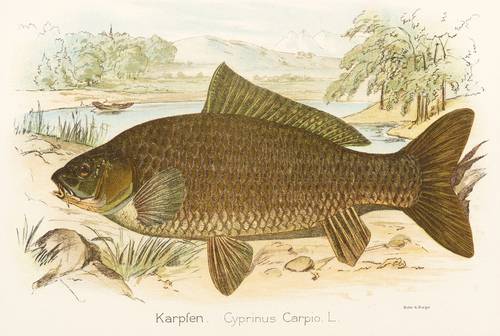 Karpfenfische - Karpfen (Cyprinus carpio) - Karpfen (Cyprinus carpio) - Karpfen. Cyprinus Carpio. L.