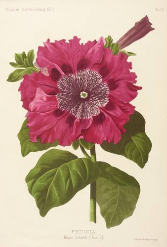 Nachtschattengewächse - Petunien (Petunia) - Petunien (Petunia) - Petunia. Major Schmidt (Koelle)