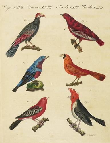 Vögel - Schmuckvogel, Papagei-Schnabel, Isländer & Dominikaner-Kernbeißer - Schmuckvogel, Papagei-Schnabel, Isländer & Dominikaner-Kernbeißer - 