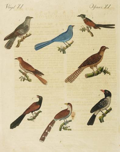 Kuckucke - Blau-Seiden-, Koromandel-, Bengalen- & Europäischer Kuckuck - Blau-Seiden-, Koromandel-, Bengalen- & Europäischer Kuckuck - 