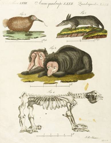 Erdferkel, Ameisenigel & Bären - Erdferkel, Kurzschnabeligel, Lippenbär & Megatherium - Erdferkel, Kurzschnabeligel, Lippenbär & Megatherium - 