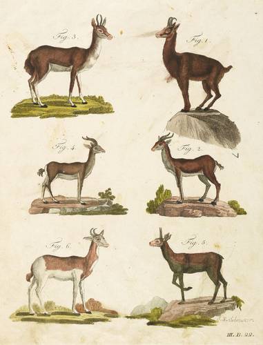 Hornträger - Gemse, Dorkasgazelle, Cuviergazelle, Klippspringer & Damagazelle - Gemse, Dorkasgazelle, Cuviergazelle, Klippspringer & Damagazelle - 