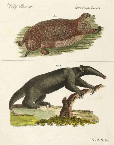 Ameisenigel & Ameisenbären - Kurzschnabel-Ameisenigel & Südlicher Tamandua - Kurzschnabel-Ameisenigel & Südlicher Tamandua - 