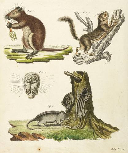 Stachelratten, Hörnchen & Afrik. Striemen-Grasmäuse - Hutiaconga, Bananenhörnchen & Afrik. Striemen-Grasmaus - Hutiaconga, Bananenhörnchen & Afrik. Striemen-Grasmaus - 