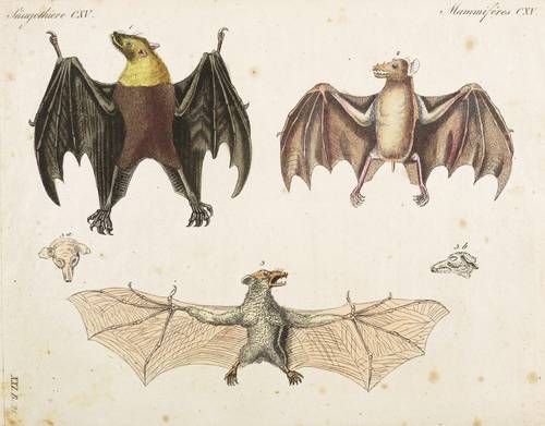 Flughunde - Marianen-Flughund, Zwerg-Langzungenflughund & Geoffroys Flughund - Marianen-Flughund, Zwerg-Langzungenflughund & Geoffroys Flughund - 