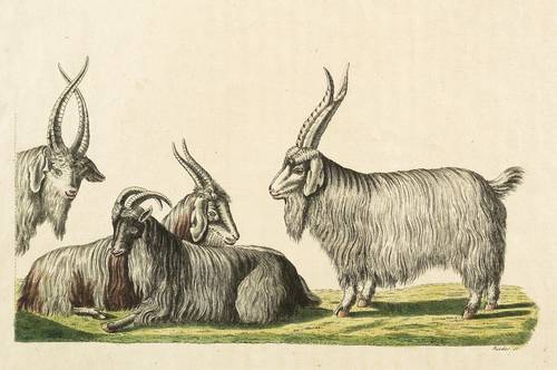 Hornträger - Kaschmirziege - Kaschmirziege - 