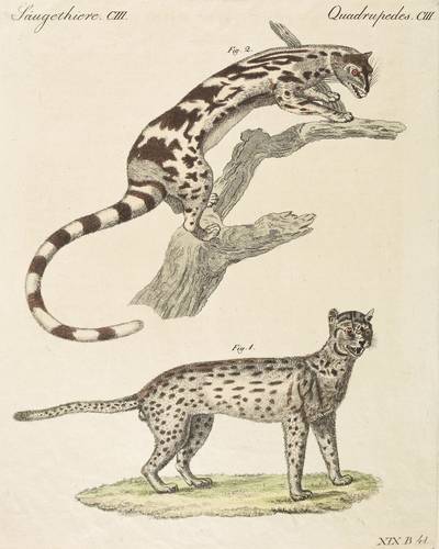 Katzen & Linsangs - Sundakatze & Bänderlinsang - Sundakatze & Bänderlinsang - 