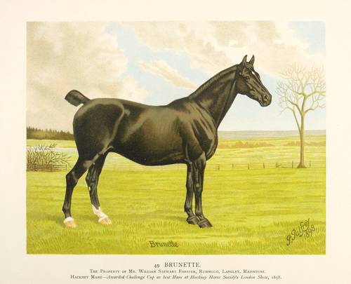 Pferde - Rennpferd - Rennpferd - Brunette