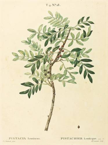 Sumachgewächse - Mastixstrauch - Mastixstrauch - Pistacia Lentiscus. Pistachier Lentisque