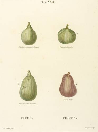 Maulbeergewächse - Echte Feige. - Früchte - Echte Feige. - Früchte - Ficus. Figues