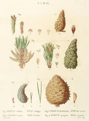 Kieferngewächse - Pinus pungens, Wald-, See- & Banks-KIefer - Pinus pungens, Wald-, See- & Banks-KIefer - Pinus rubra. Pinus laricio. Pinus banksiana. Pinus pungens