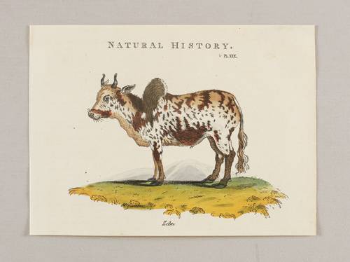Rinder (Bovini) - Zebu / Buckelrind (Bos indicus) - Zebu / Buckelrind (Bos indicus) - Zebu