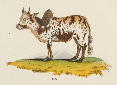 Rinder (Bovini) - Zebu / Buckelrind (Bos indicus) - Zebu / Buckelrind (Bos indicus) - Zebu