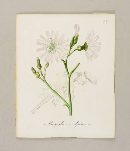Korbblütler (Asteraceae) - Alpen-Milchlattich (Cicerbita alpina) - Alpen-Milchlattich (Cicerbita alpina) - Mulgedium alpina