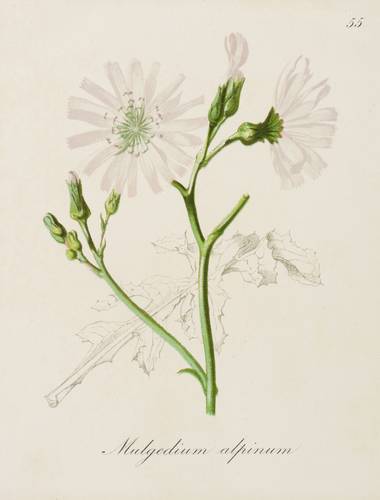 Korbblütler (Asteraceae) - Alpen-Milchlattich (Cicerbita alpina) - Alpen-Milchlattich (Cicerbita alpina) - Mulgedium alpina