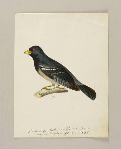 Sperlingsvögel (Passeriformes) -  -  - 