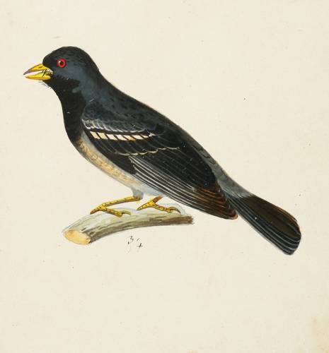 Sperlingsvögel (Passeriformes) - - -