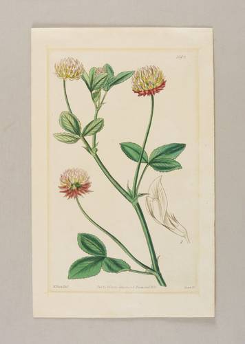 Hülsenfrüchtler (Fabaceae) - Trifolium hybridum - Trifolium hybridum - 
