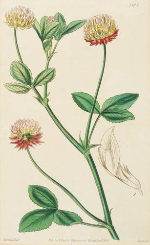 Hülsenfrüchtler (Fabaceae) - Trifolium hybridum - Trifolium hybridum - 