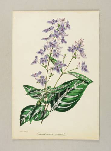 Akanthusgewächse (Acanthaceae) - Eranthemum - Eranthemum - Eranthemum variabile