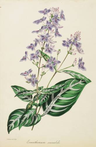 Akanthusgewächse (Acanthaceae) - Eranthemum - Eranthemum - Eranthemum variabile