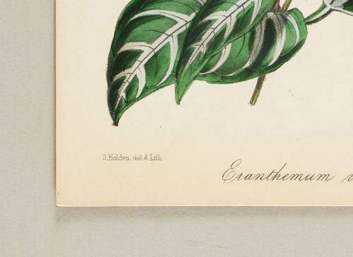 Akanthusgewächse (Acanthaceae) - Eranthemum - Eranthemum - Eranthemum variabile