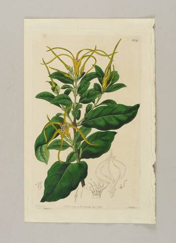Hundsgiftgewächse (Apocynaceae) - Strophanthus divaricatus - Strophanthus divaricatus - 
